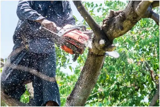 tree services Tillamook